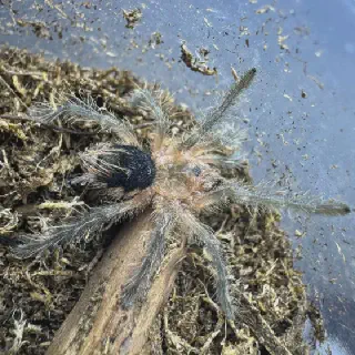 /img/21336-colombian-giant-copperhead-tarantula-substrate.webp