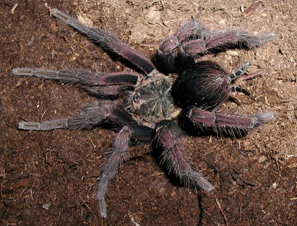 21336 colombian giant copperhead tarantula water