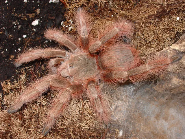 /img/21337-tarantula-care.webp
