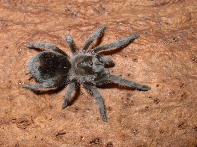 21337 tarantula conservation