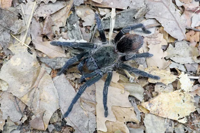 21337 tarantula eating