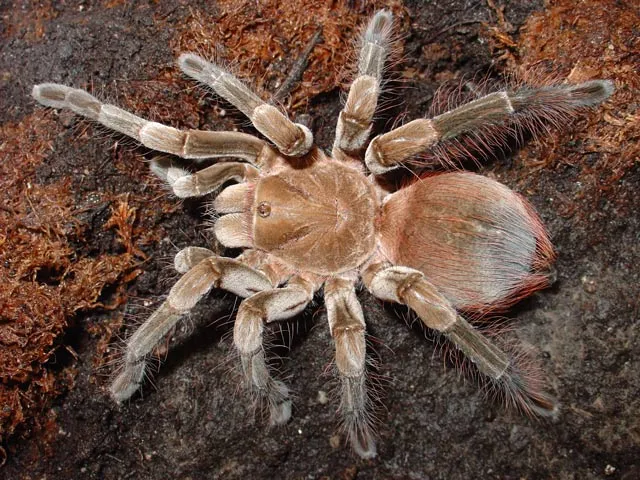 21337 tarantula handling