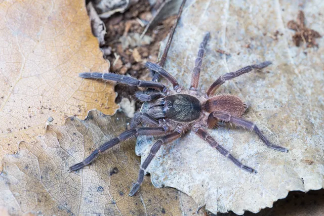 21337 tarantula species canada