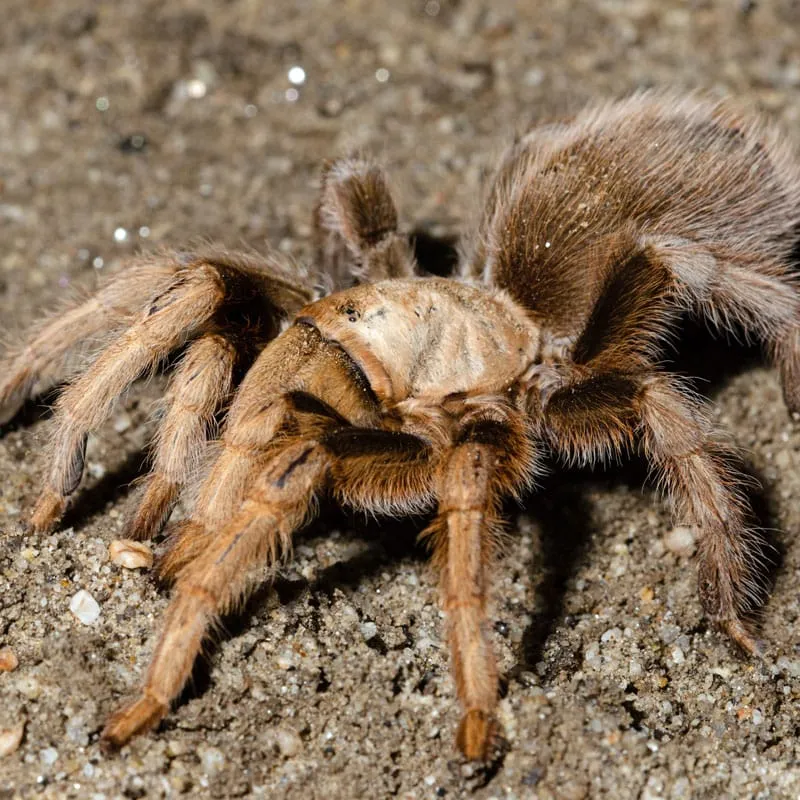 21338 desert blonde tarantula male 4