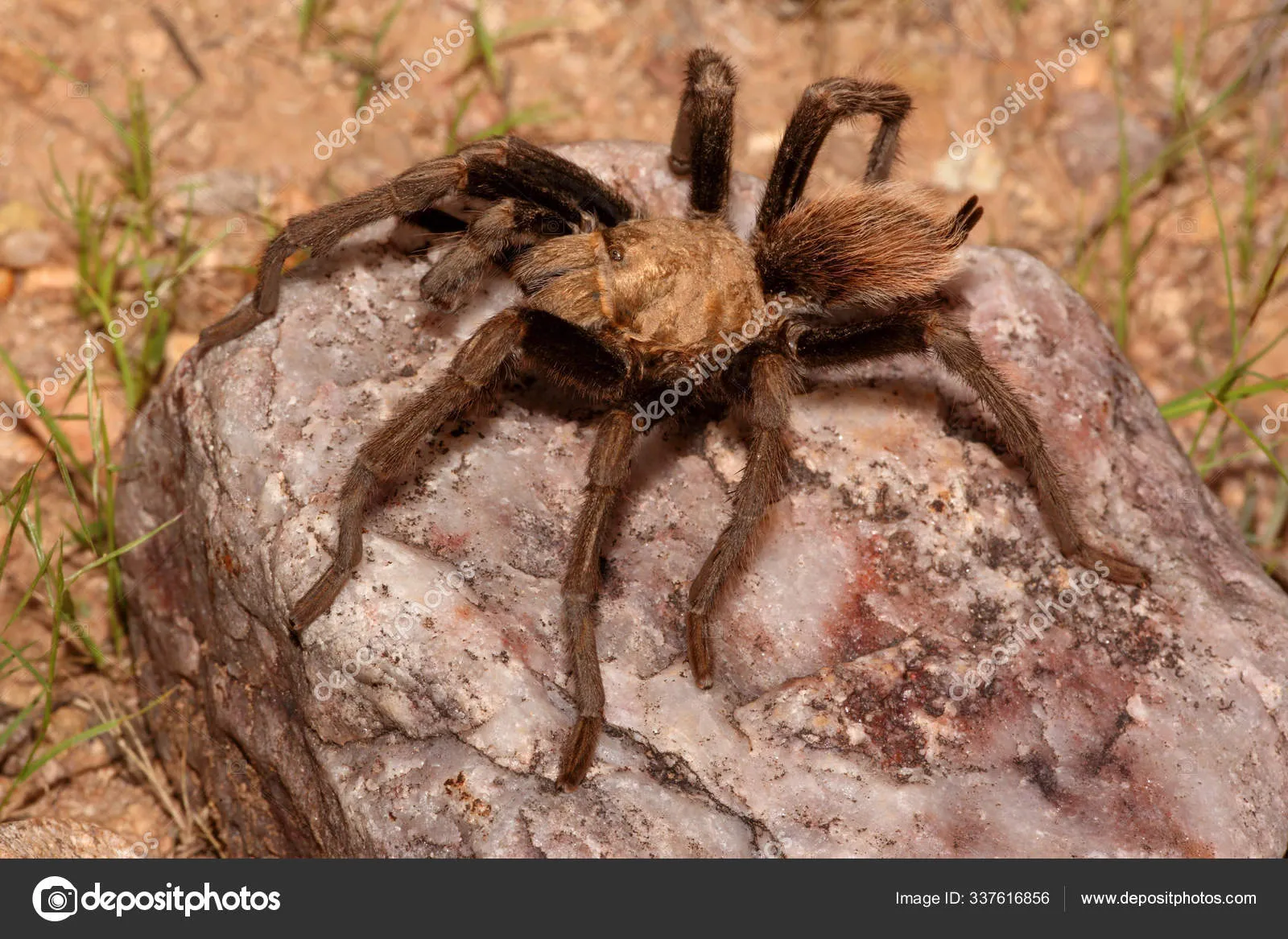 21338 desert blonde tarantula male 5