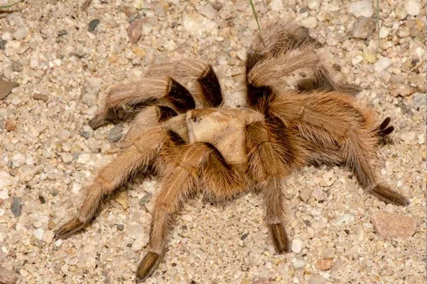 21338 desert blonde tarantula male 6