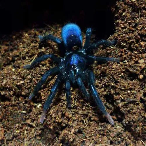 21338 desert blonde tarantula male 7