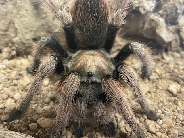 /img/21338-desert-blonde-tarantula-male-8.webp