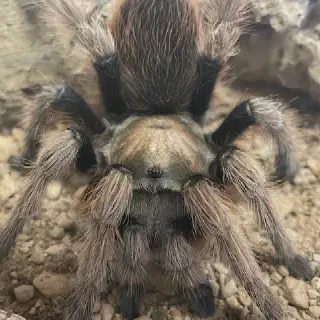 /img/21338-desert-blonde-tarantula-male-8.webp