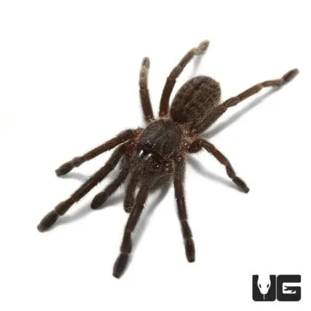 /img/21339-pre-roll-quality.webp