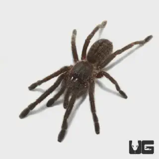 /img/21339-pre-roll-quality.webp