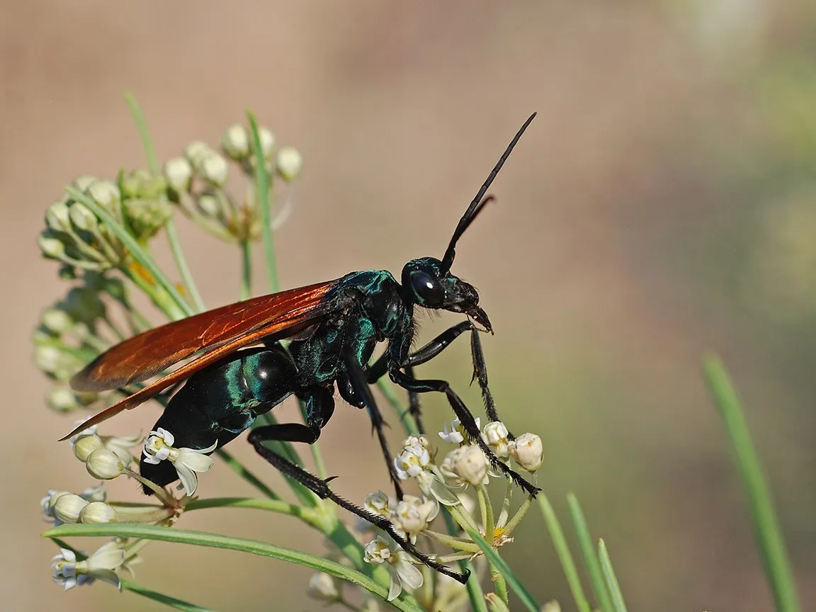 21342 tarantula hawk close up