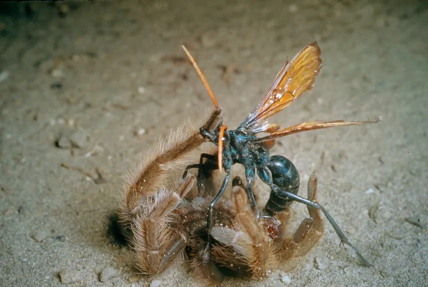 21342 tarantula hawk hunting
