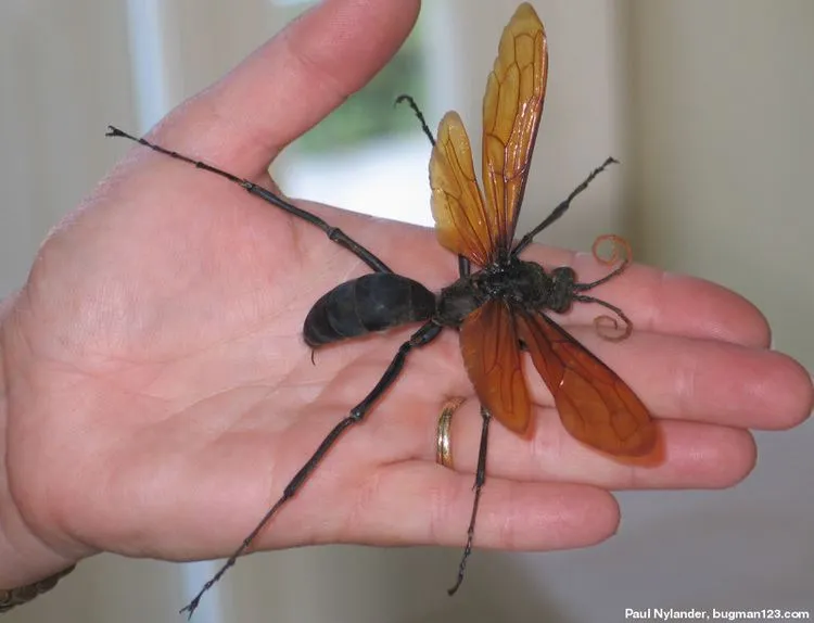 21342 tarantula hawk life cycle