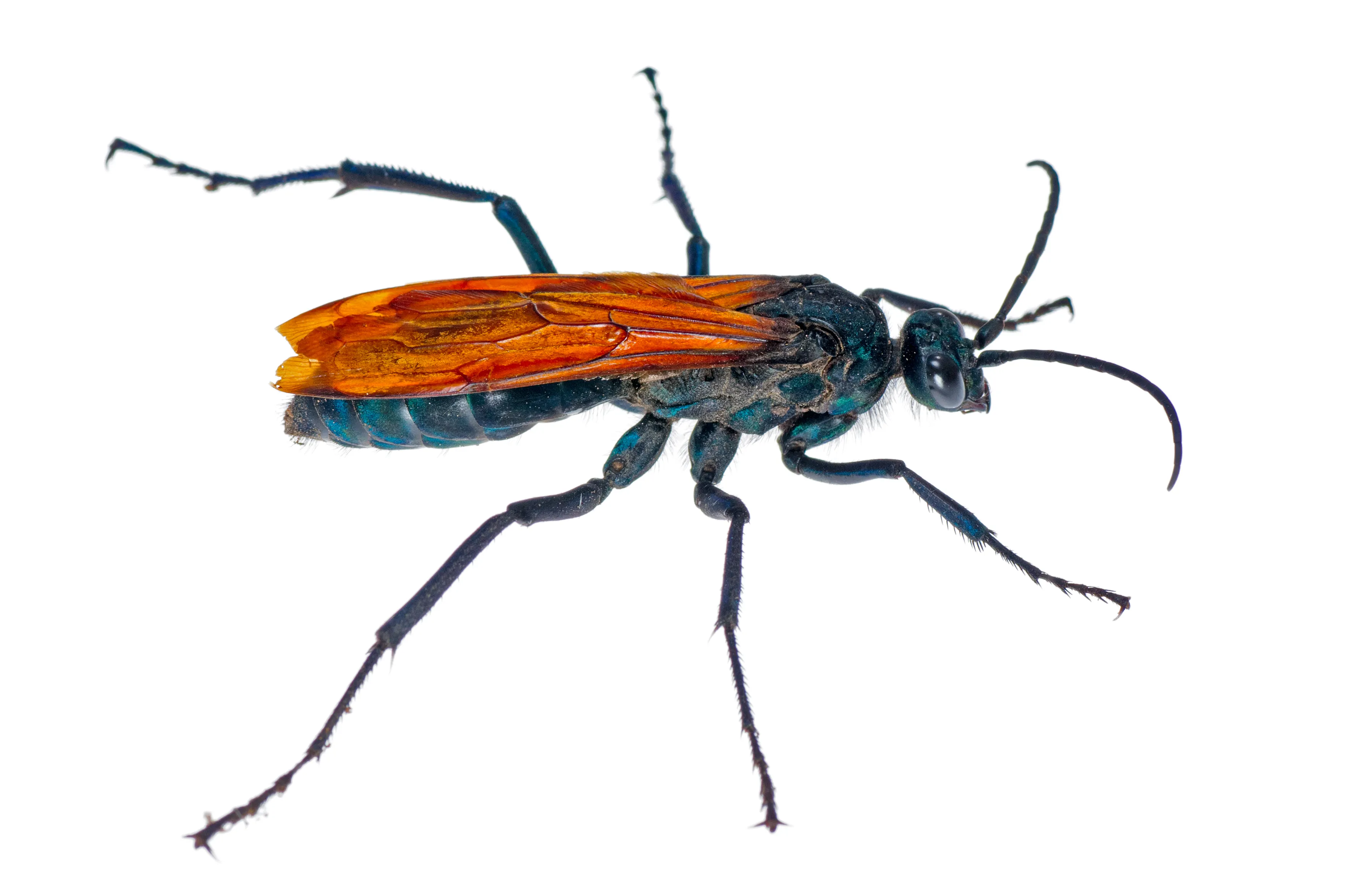 /img/21342-tarantula-hawk-prey.webp