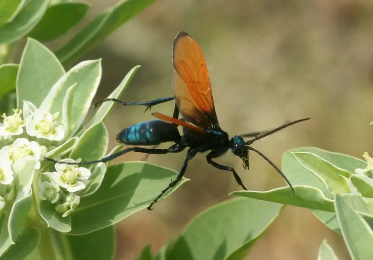 21342 tarantula hawk stinger