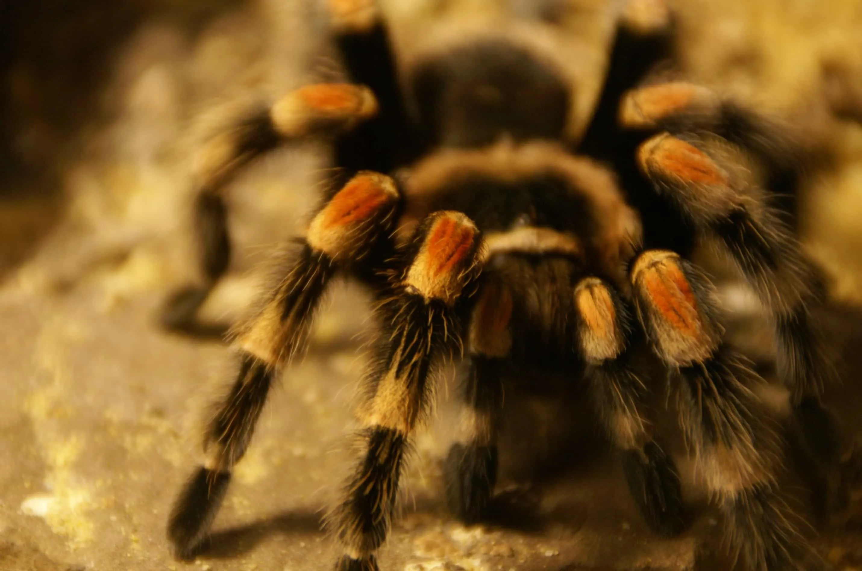 21343 tarantula enclosure setup