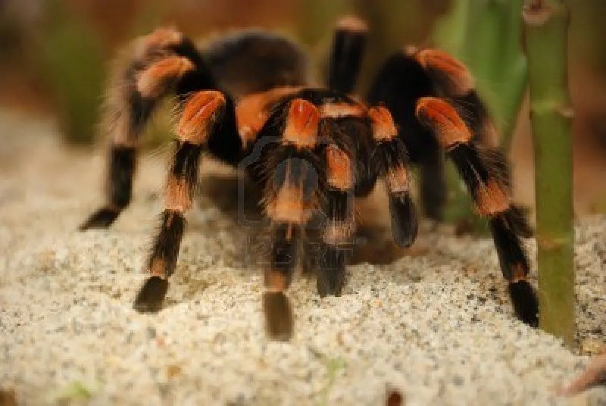 21343 tarantula feeding guide