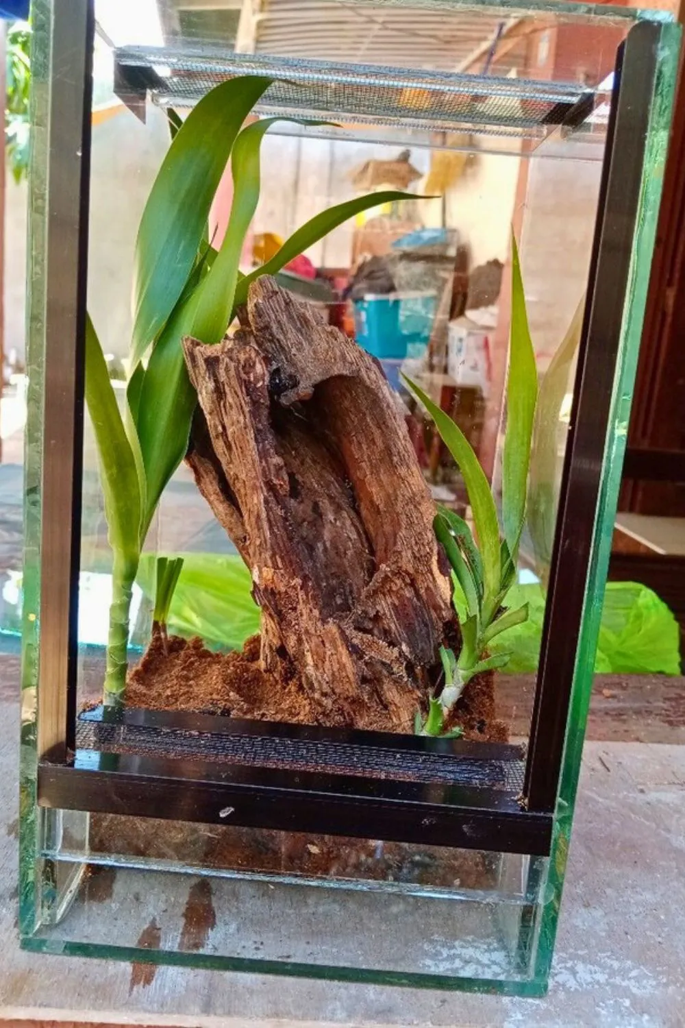 21345 tarantula hide foliage