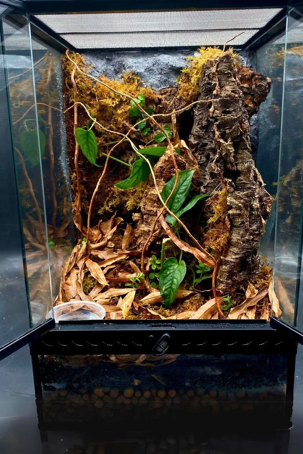 21345 tarantula substrate