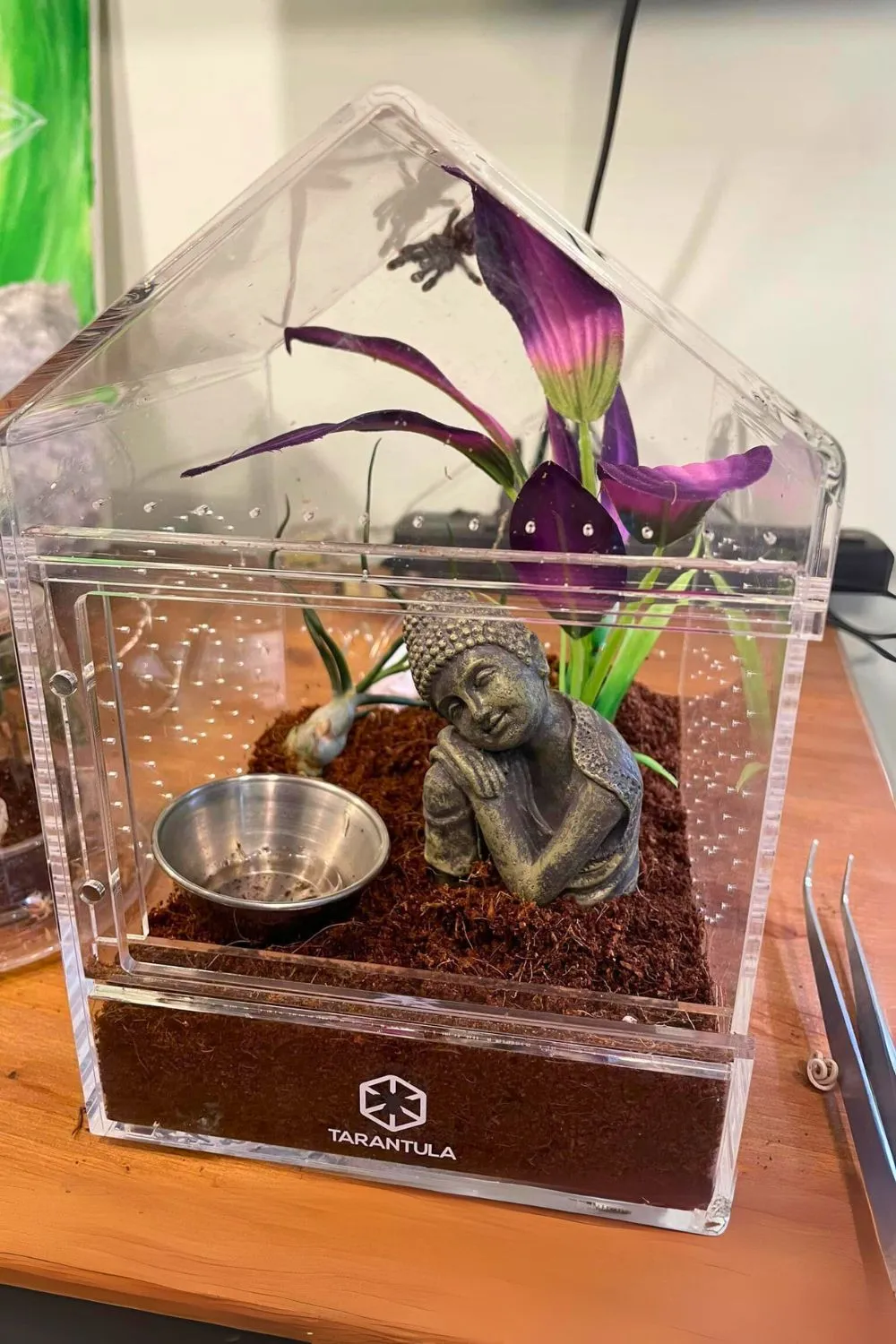 21345 tarantula temperature humidity