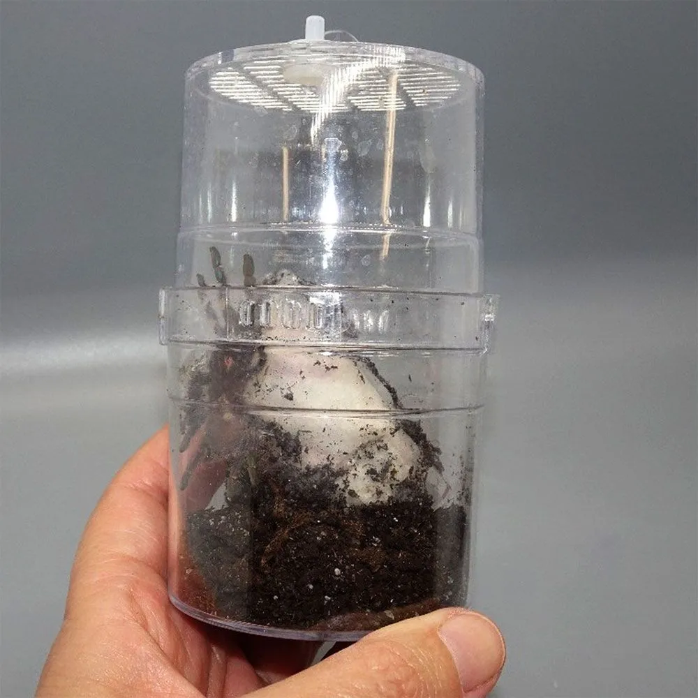 21346 gooty sapphire tarantula enclosure