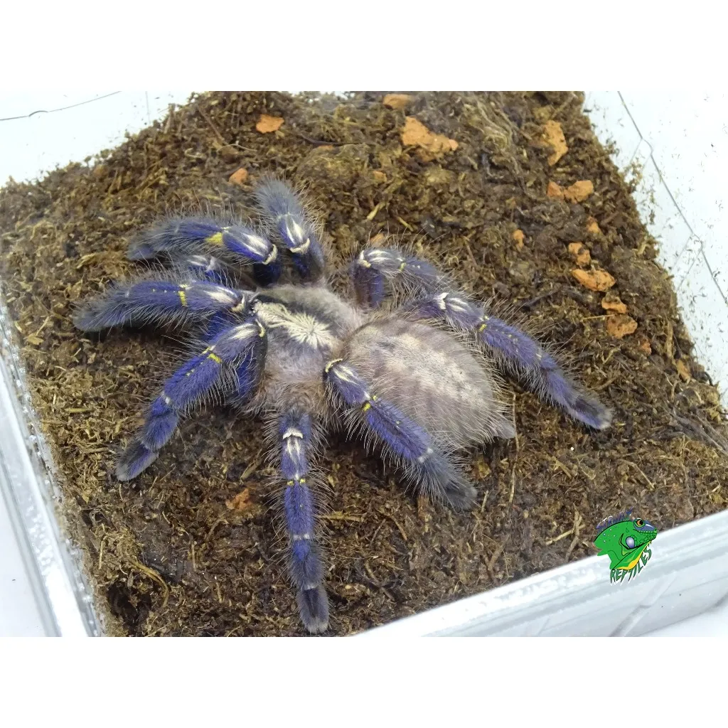 21346 gooty sapphire tarantula molting