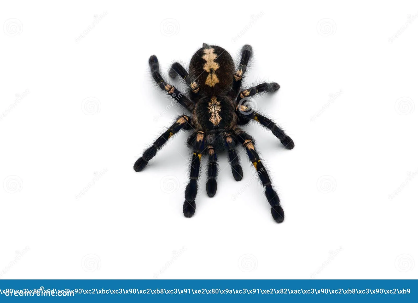 /img/21346-gooty-sapphire-tarantula-spiderling.webp