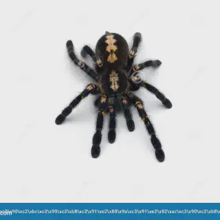 /img/21346-gooty-sapphire-tarantula-spiderling.webp
