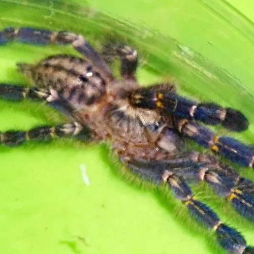 21346 gooty sapphire tarantula substrate