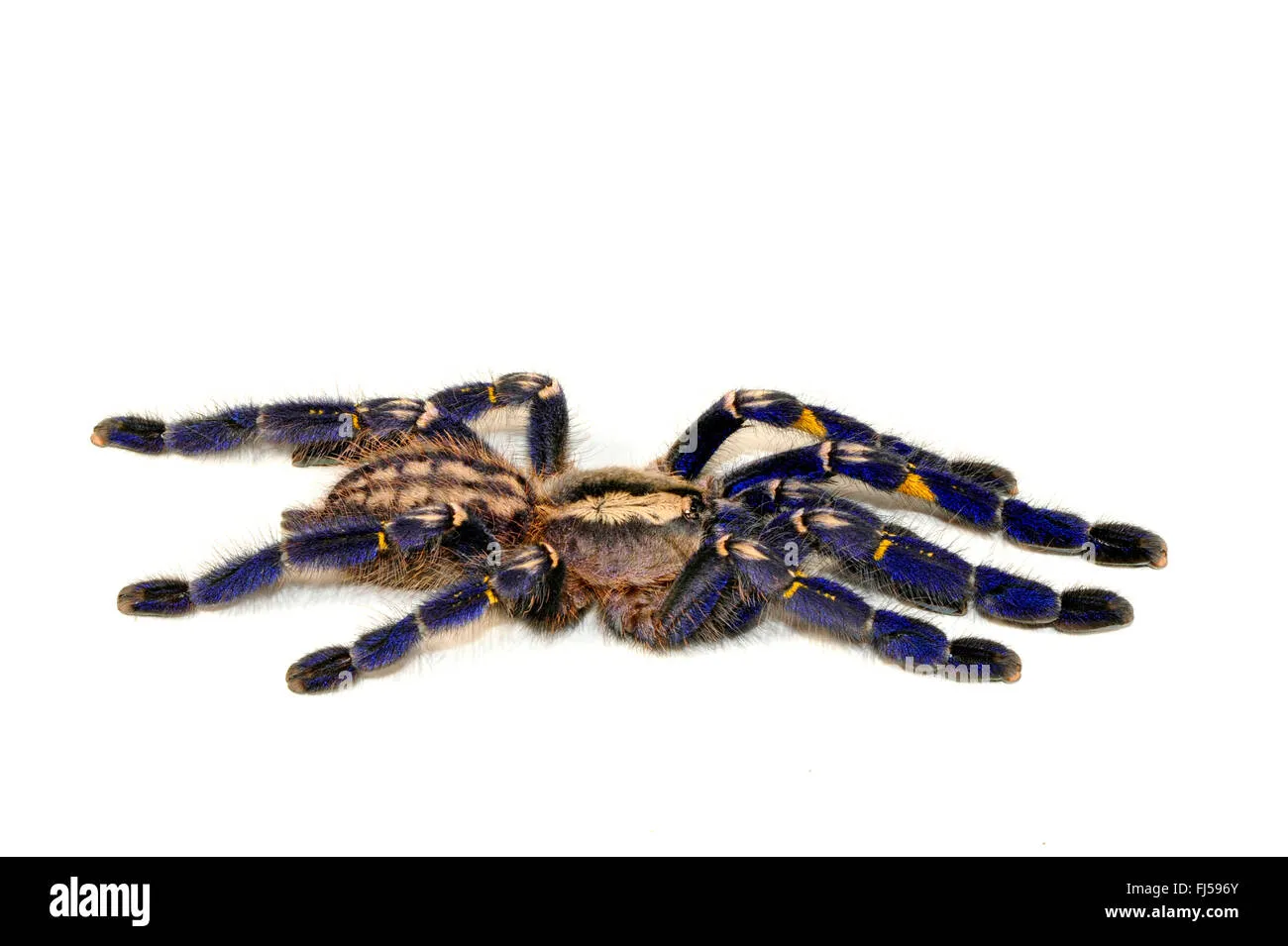 21346 gooty sapphire tarantula water