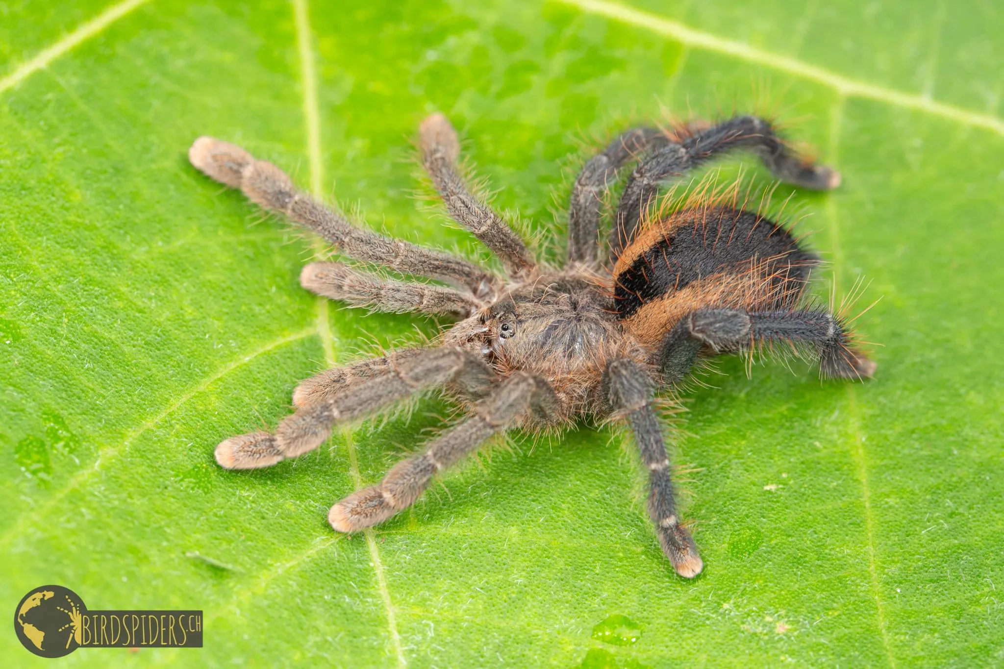 21347 dead pink toe tarantula close up