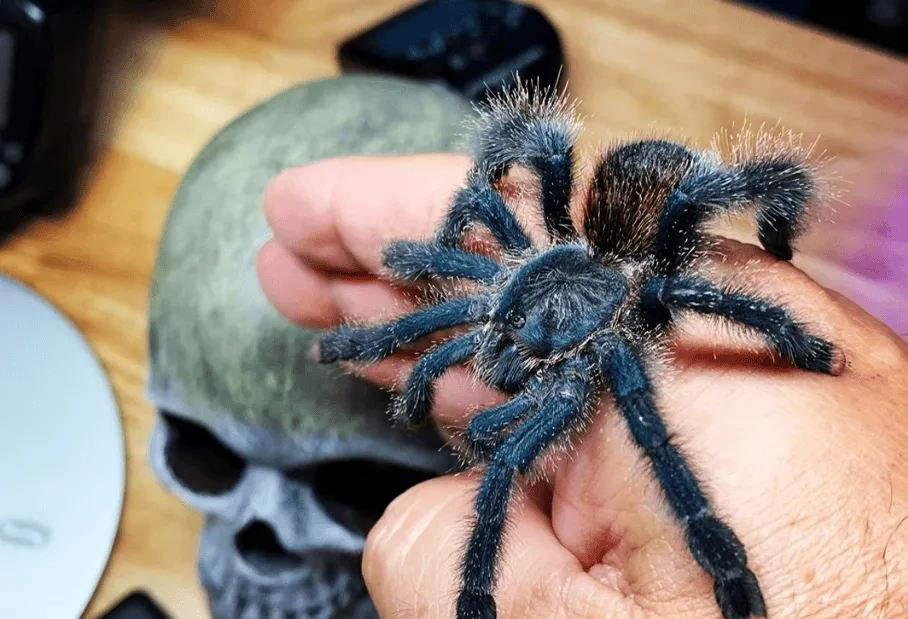 21347 disposing of dead tarantula