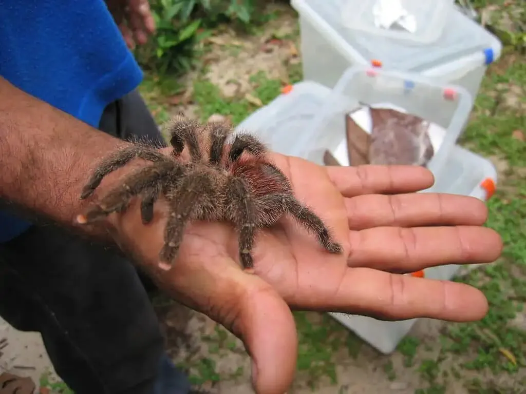 /img/21347-healthy-pink-toe-tarantula.webp