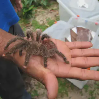 /img/21347-healthy-pink-toe-tarantula.webp