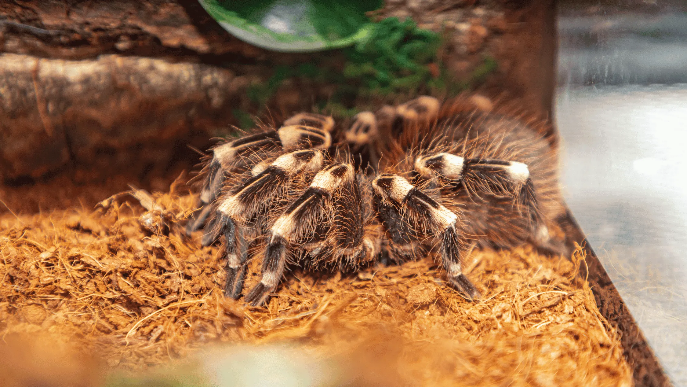 21348 tarantula habitat