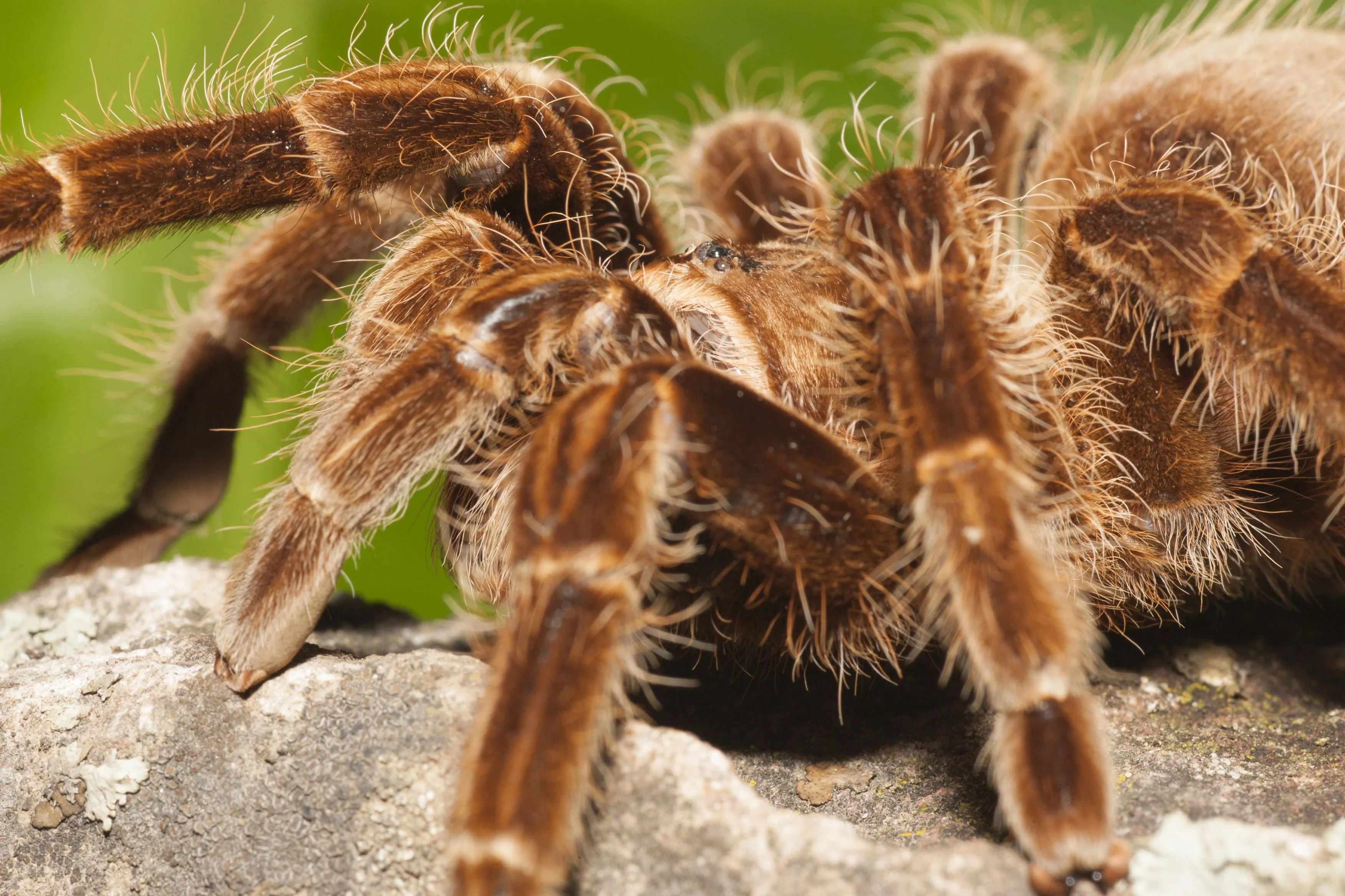 21348 tarantula health check