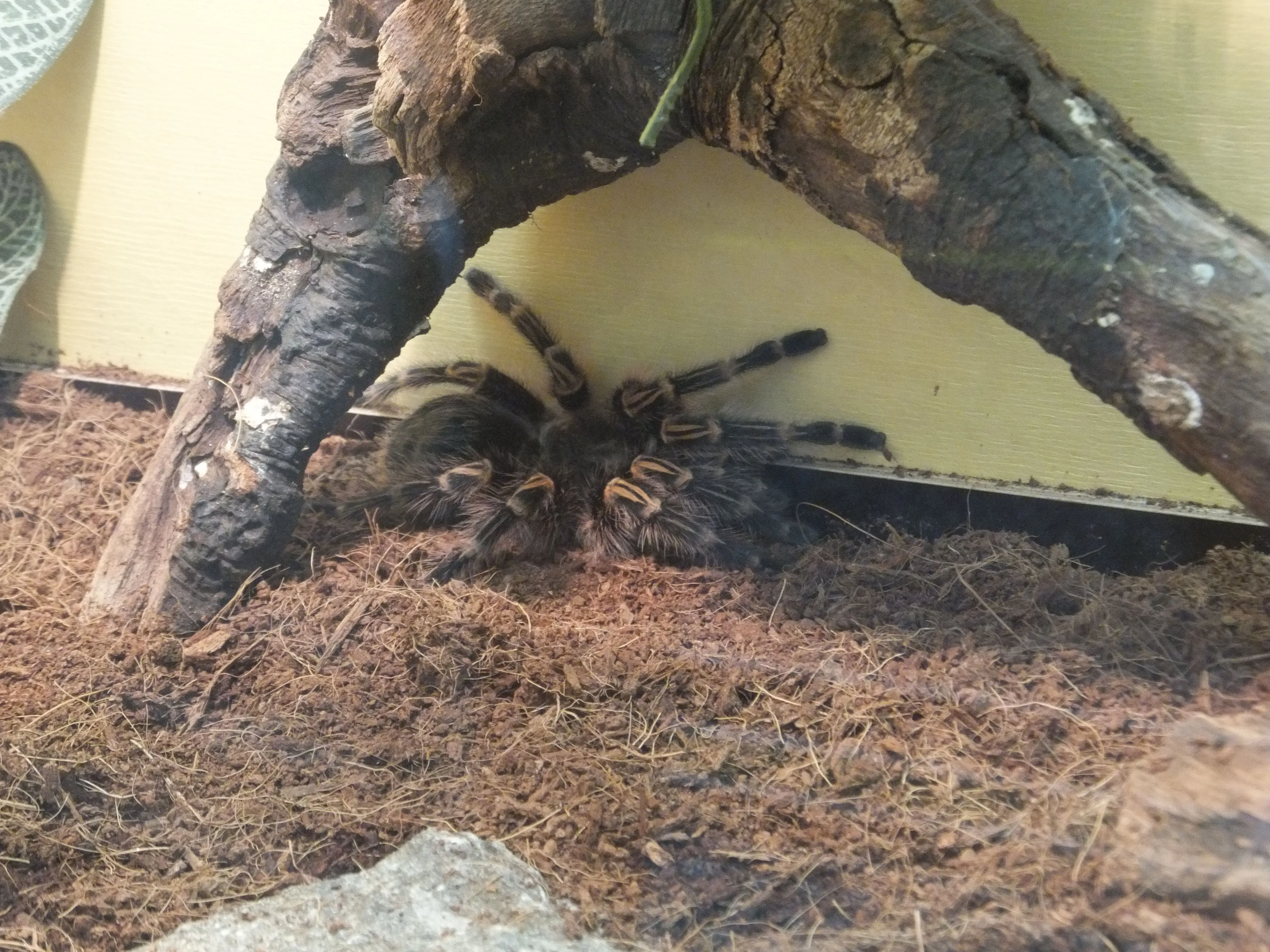 /img/21348-tarantula-molting.webp