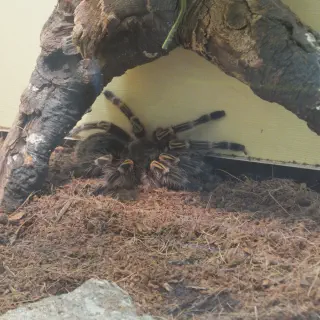 /img/21348-tarantula-molting.webp