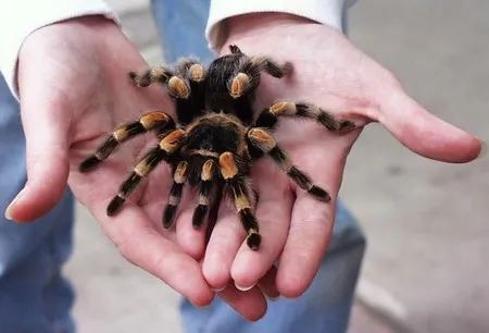 21348 tarantula overview