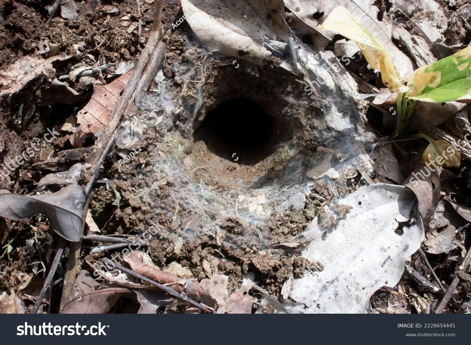 21349 tarantula tower mating