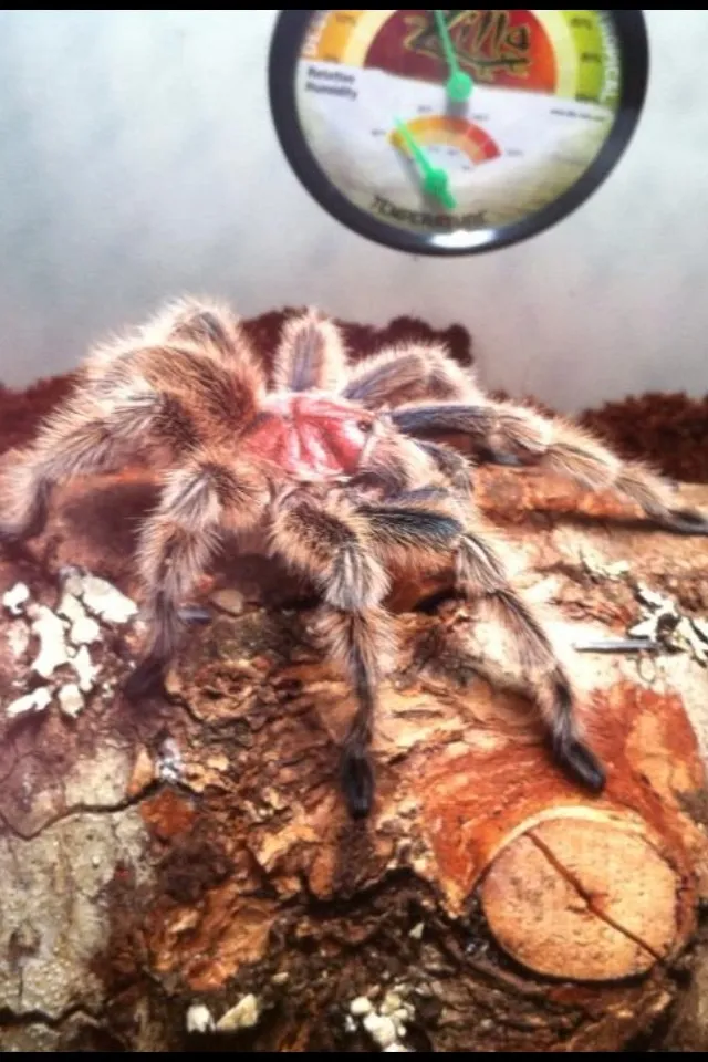 21351 signs of aging in tarantulas