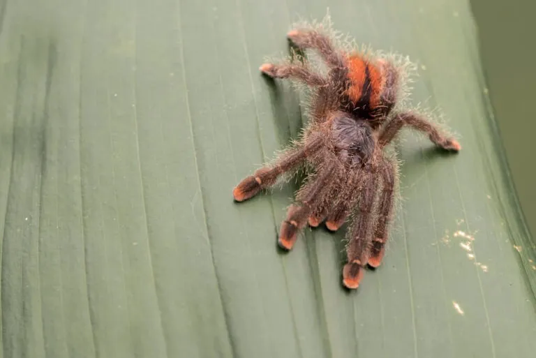 21352 pink toe tarantula health