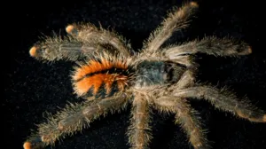 /img/21352-pink-toe-tarantula-molting.webp