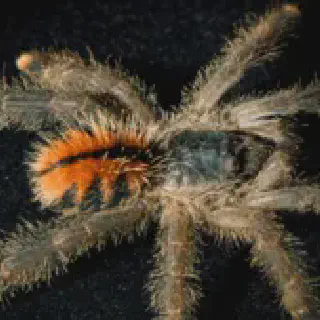 /img/21352-pink-toe-tarantula-molting.webp