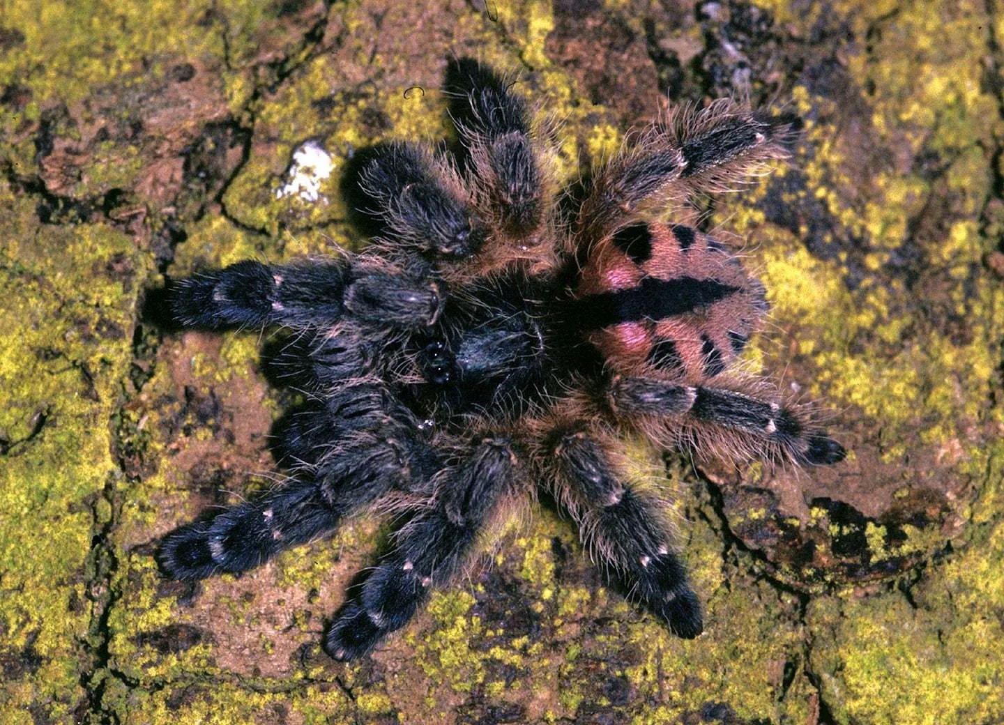 21352 pink toe tarantula spiderling