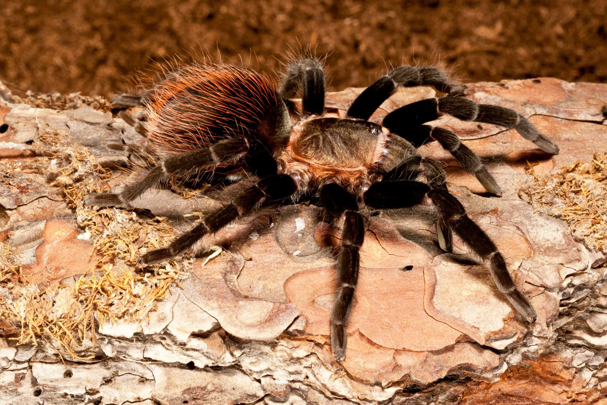21353 chilean rose hair tarantula