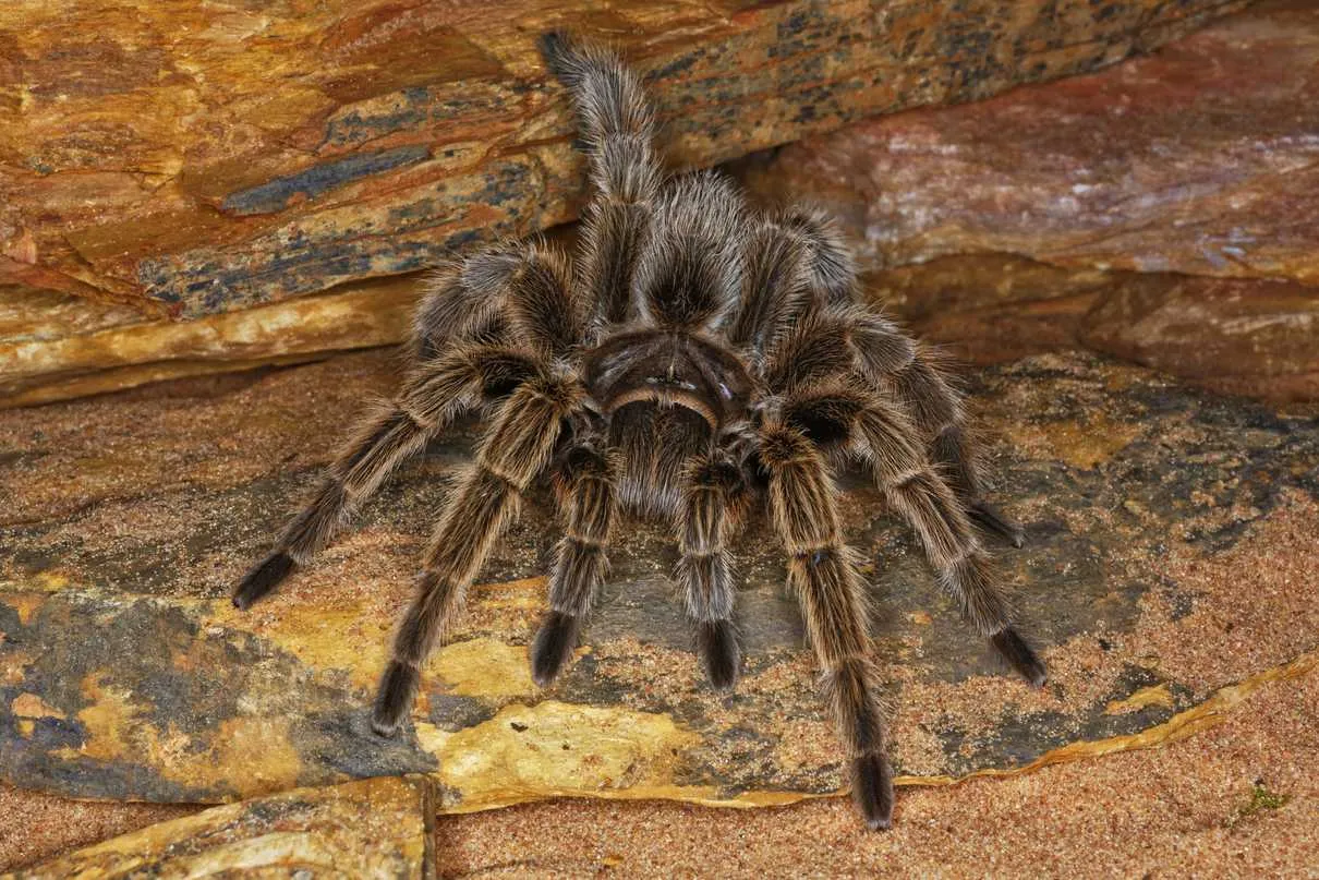 21353 desert blonde tarantula
