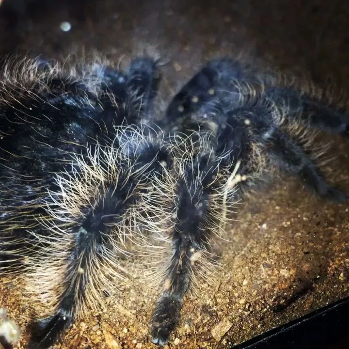21353 mexican red knee tarantula