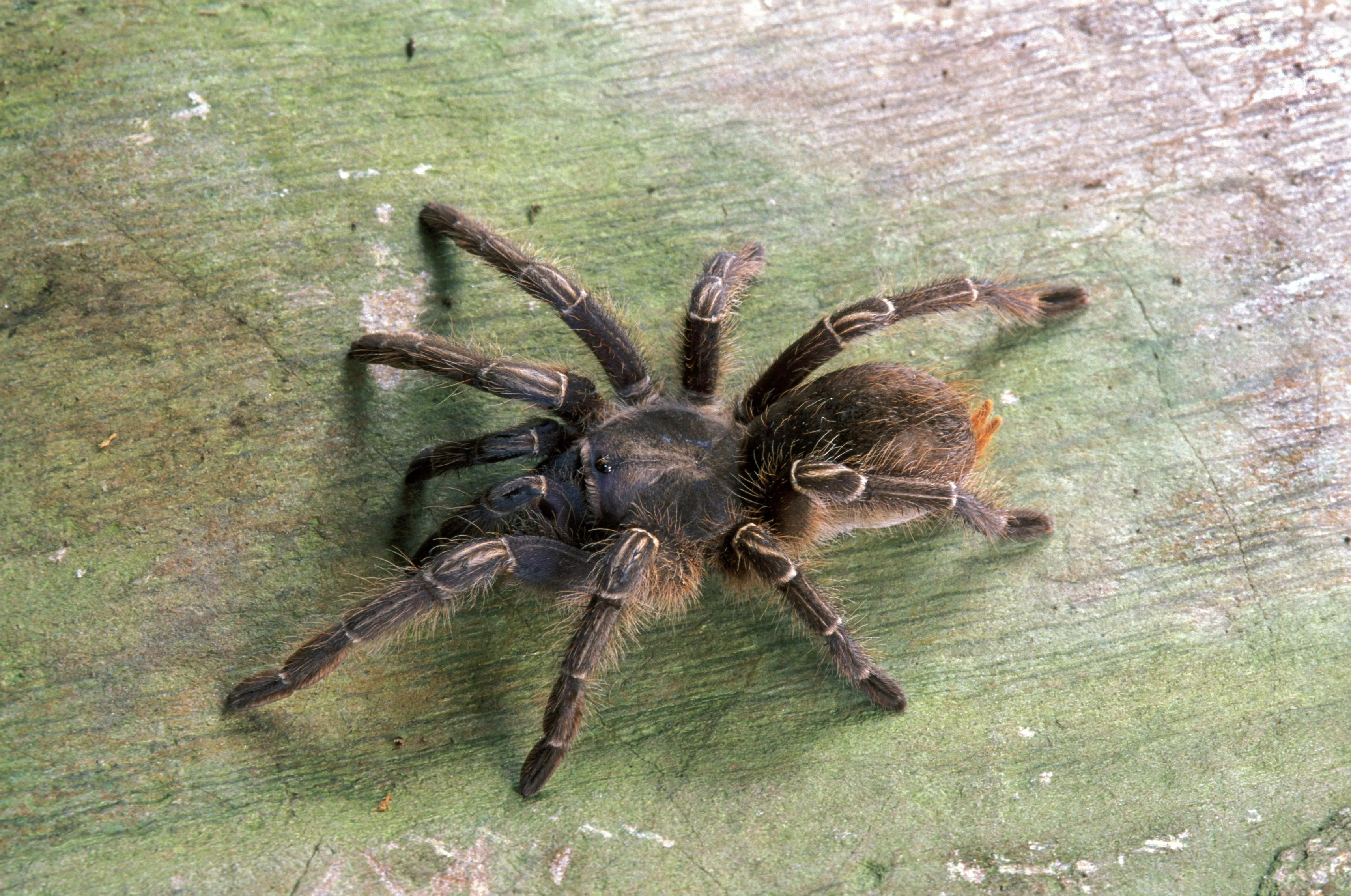 21353 pinktoe tarantula